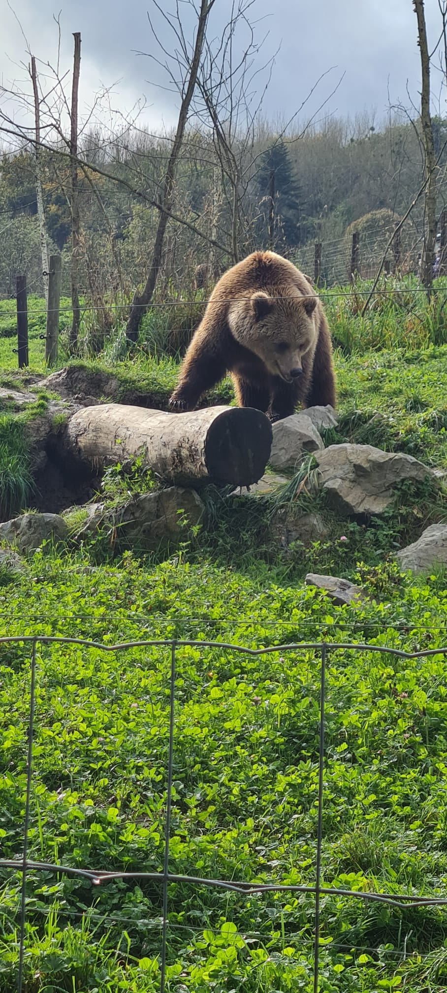 La Compréhension des Animaux