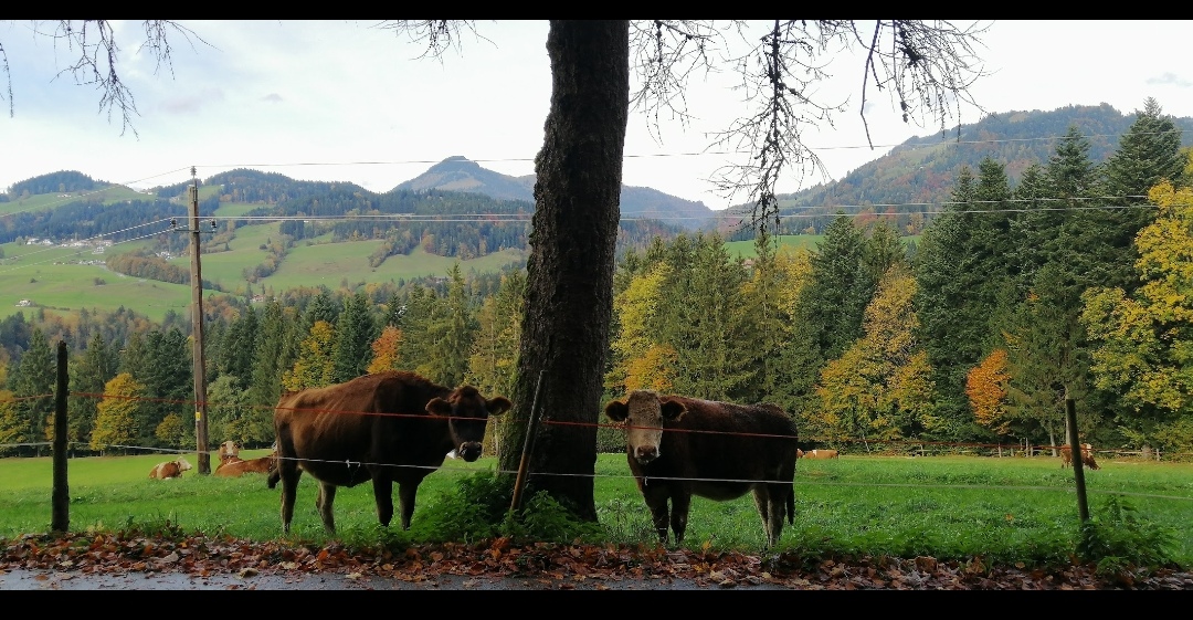 La Sentience au Secours des Animaux